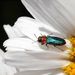 Anthaxia nitidula (Linnaeus, 1758)