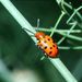 Crioceris duodecimpunctata (Linnaeus, 1758)   