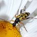 Rutpela maculata (Poda, 1761)