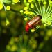 Rhagonycha  fulva (Scopoli, 1763)