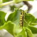 Saperda scalaris (Linnaeus, 1758)