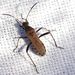 Alydus calcaratus (Linnaeus, 1758)