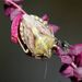 Carpocoris purpureipennis (De Geer, 1773)