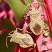 Coreus marginatus (Linnaeus, 1758)
