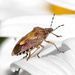 Dolycoris baccarum (Linnaeus, 1758)