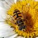 Myathropa florea (Linnaeus, 1758) 