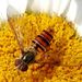Episyrphus balteatus (De Geér, 1776) – pestřenka pruhovaná