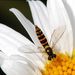 Čeleď Syrphidae. Neurčeno - pestřenka