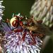 Sicus ferrugineus (Linnaeus, 1761) 