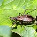 Himacerus apterus (Fabricius, 1796)