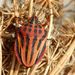 Graphosoma semipunctatum  (Fabricius, 1775) 