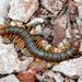 Scolopendra cingulata  Latreille, 1829