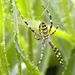 Argiope bruennichi (Scopoli, 1772)