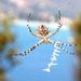 Argiope lobata (Pallas, 1772) 