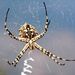 Argiope lobata (Pallas, 1772)
