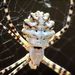 Argiope lobata (Pallas, 1772) 