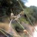 Argiope lobata (Pallas, 1772) 