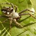 Cyrtophora citricola (Pallas, 1772)