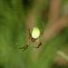 Araniella cucurbitina (Clerck, 1757)