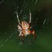 Araneus diadematus Clerck, 1757