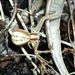 Runcinia grammica (C.L. Koch, 1837)