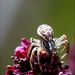 Xysticus cristatus (Clerck, 1757)