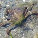 Carcinus maenas  (Linnaeus) – krab obecný