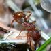 Myrmica rubra (Linnaeus, 1758)