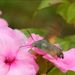 Macroglossum stellatarum (Linnaeus, 1758)