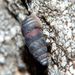 Chondrina  clienta  (Westerlund, 1883)