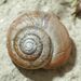 Euomphalia strigella (Draparnaud, 1801)