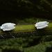 Orthezia urticae (Linnaeus, 1758)