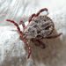 Dermacentor reticulatus (Fabricius, 1794) 