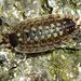 Oniscus asellus Linnaeus – beruška zední