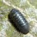 Armadillidium vulgare Latreille – svinka obecná