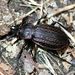 Carabus ulrichii Germar, 1824