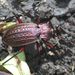 Carabus cancellatus  Illiger, 1798