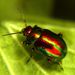 Chrysolina  fastuosa Scopoli, 1763