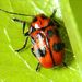 Cryptocephalus laevicollis Gebler, 183