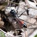 Ammophila sabulosa  (Linnaeus, 1758)