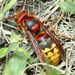 Vespa crabro Linnaeus, 1758