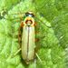 Cantharis decipiens Baudi, 1871