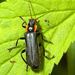 Cantharis obscura Linnaeus, 1758