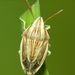 Aelia acuminata (Linnaeus, 1758)