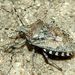 Rhaphigaster nebulosa (Poda, 1761)