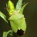Palomena prasina (Linnaeus, 1761)