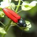 Ampedus sanquineus (Linnaeus, 1758)