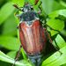 Melolontha melolontha (Linnaeus, 1758)