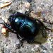 Tripocopris vernalis Linnaeus, 1758