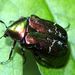 Cetonia aurata Linnaeus, 1758